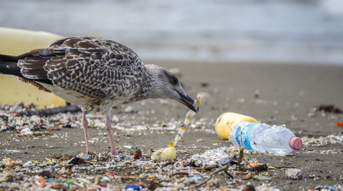 pollution plastique plage