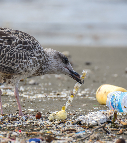 pollution plastique plage